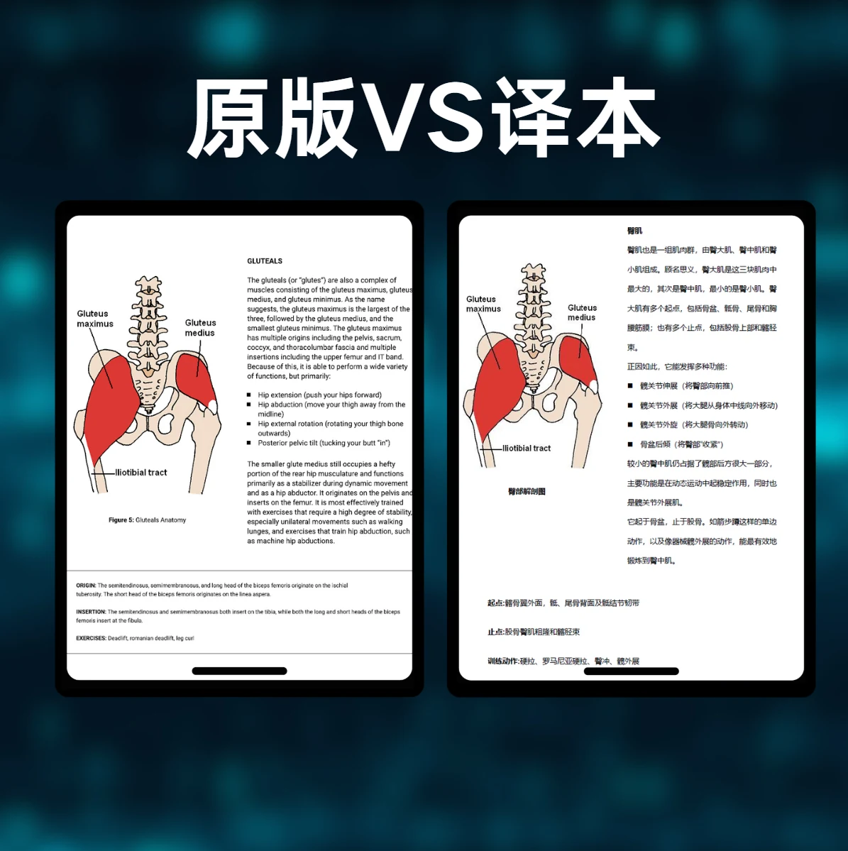 终极腿推拉计划 — 中文内容对照